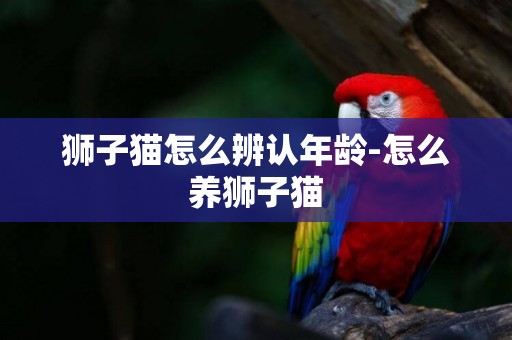 獅子貓怎么辨認年齡-怎么養獅子貓