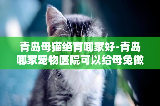 青島母貓絕育哪家好-青島哪家寵物醫院可以給母兔做絕育手術呢？