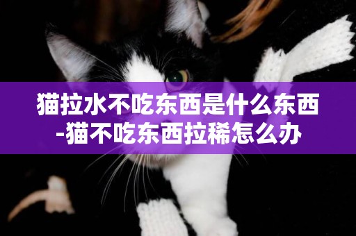 貓拉水不吃東西是什么東西-貓不吃東西拉稀怎么辦