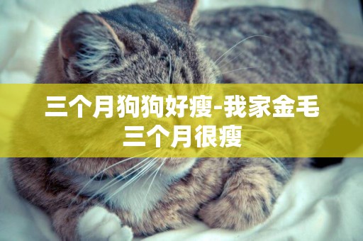三個月狗狗好瘦-我家金毛三個月很瘦