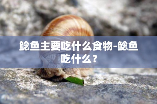 鯰魚主要吃什么食物-鯰魚吃什么？
