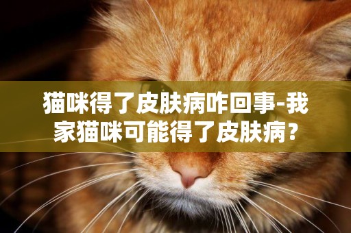 貓咪得了皮膚病咋回事-我家貓咪可能得了皮膚病？