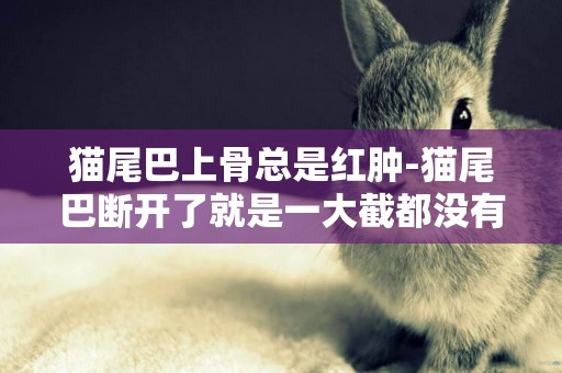 貓尾巴上骨總是紅腫-貓尾巴斷開了就是一大截都沒有皮毛骨頭露出來很多怎么辦