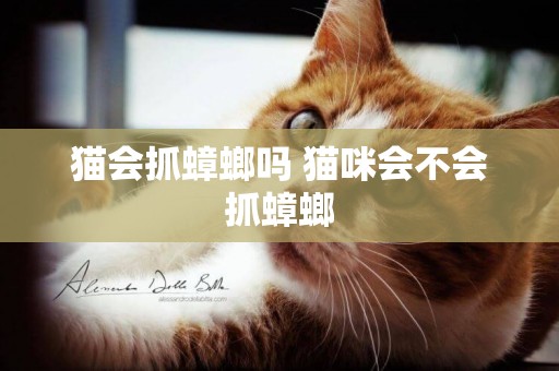 貓會抓蟑螂嗎 貓咪會不會抓蟑螂