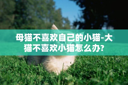 母貓不喜歡自己的小貓-大貓不喜歡小貓怎么辦?