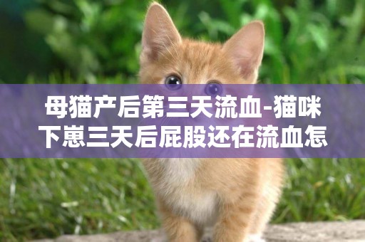 母貓產后第三天流血-貓咪下崽三天后屁股還在流血怎么回事