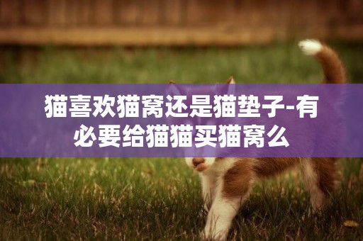 貓喜歡貓窩還是貓墊子-有必要給貓貓買貓窩么