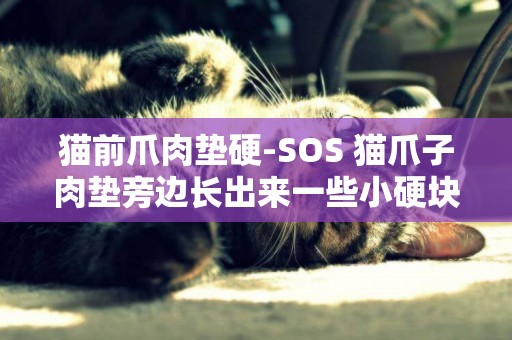 貓前爪肉墊硬-SOS 貓爪子肉墊旁邊長出來一些小硬塊