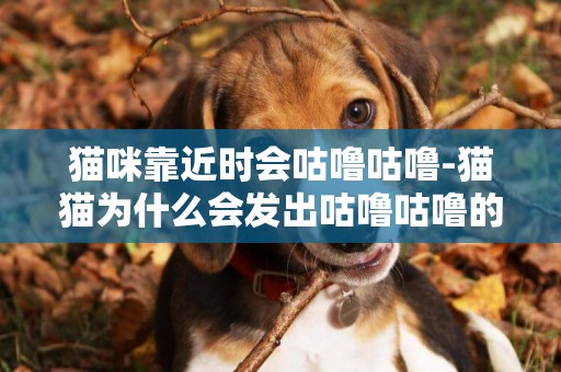 貓咪靠近時會咕嚕咕嚕-貓貓為什么會發出咕嚕咕嚕的聲音