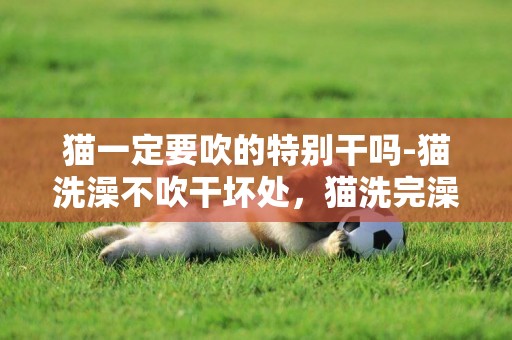 貓一定要吹的特別干嗎-貓洗澡不吹干壞處，貓洗完澡必須吹干嗎？