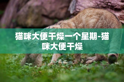 貓咪大便干燥一個星期-貓咪大便干燥