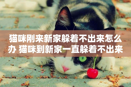貓咪剛來新家躲著不出來怎么辦 貓咪到新家一直躲著不出來