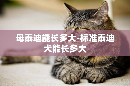 母泰迪能長多大-標準泰迪犬能長多大