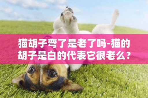 貓胡子彎了是老了嗎-貓的胡子是白的代表它很老么？