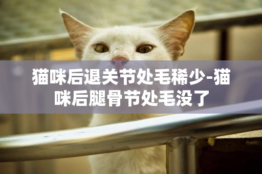 貓咪后退關節處毛稀少-貓咪后腿骨節處毛沒了