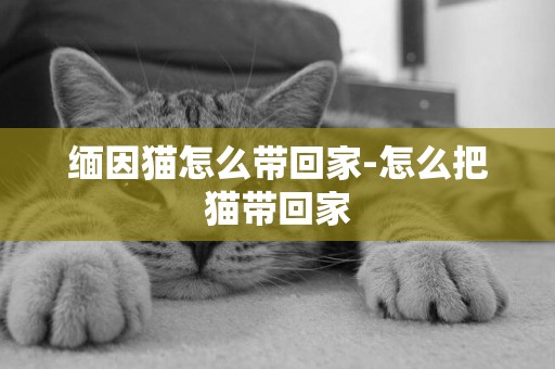 緬因貓怎么帶回家-怎么把貓帶回家