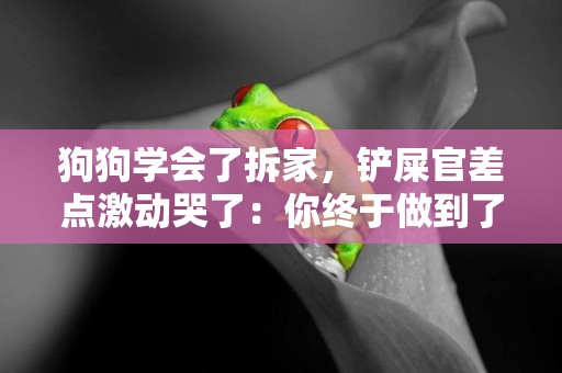 狗狗學會了拆家，鏟屎官差點激動哭了：你終于做到了 
