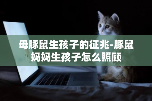 母豚鼠生孩子的征兆-豚鼠媽媽生孩子怎么照顧