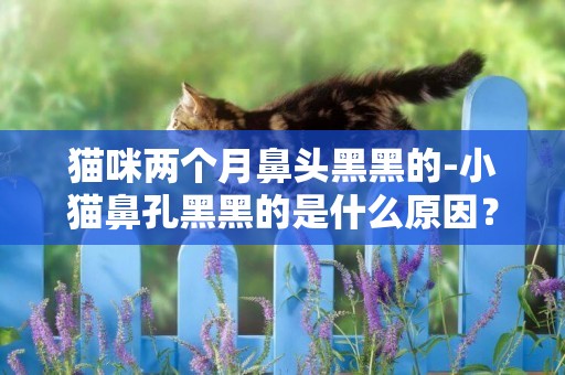 貓咪兩個月鼻頭黑黑的-小貓鼻孔黑黑的是什么原因？