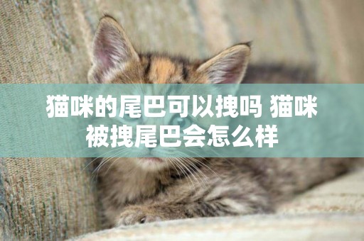 貓咪的尾巴可以拽嗎 貓咪被拽尾巴會怎么樣