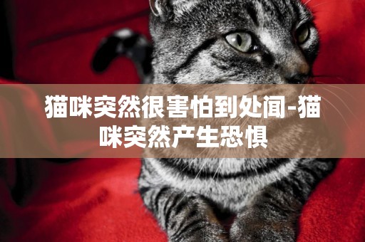貓咪突然很害怕到處聞-貓咪突然產生恐懼