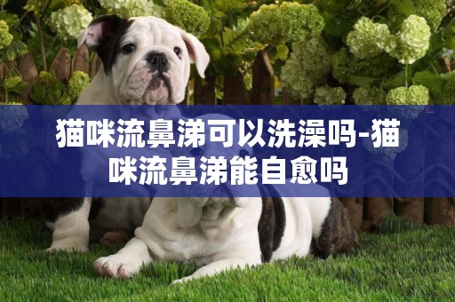 貓咪流鼻涕可以洗澡嗎-貓咪流鼻涕能自愈嗎