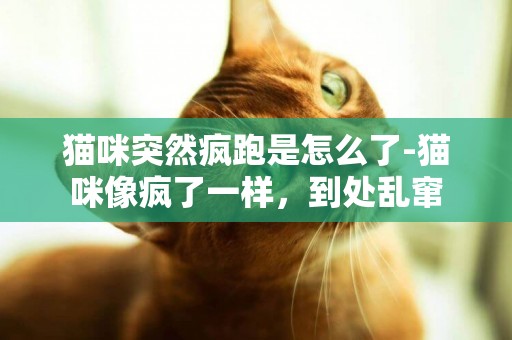 貓咪突然瘋跑是怎么了-貓咪像瘋了一樣，到處亂竄