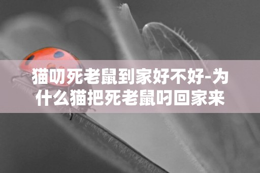 貓叨死老鼠到家好不好-為什么貓把死老鼠叼回家來