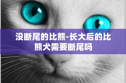 沒斷尾的比熊-長大后的比熊犬需要斷尾嗎
