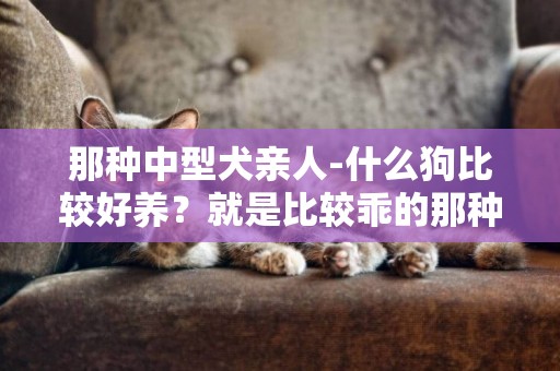 那種中型犬親人-什么狗比較好養？就是比較乖的那種。中型犬。