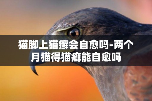 貓腳上貓癬會自愈嗎-兩個月貓得貓癬能自愈嗎