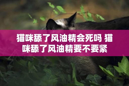 貓咪舔了風油精會死嗎 貓咪舔了風油精要不要緊
