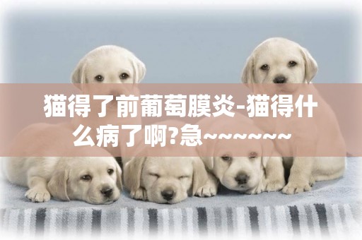 貓得了前葡萄膜炎-貓得什么病了啊?急~~~~~~