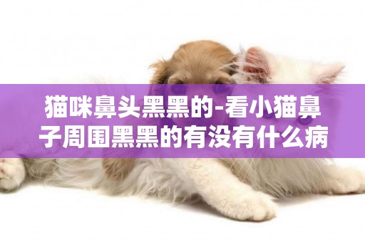 貓咪鼻頭黑黑的-看小貓鼻子周圍黑黑的有沒有什么病