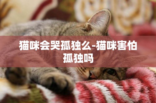 貓咪會哭孤獨么-貓咪害怕孤獨嗎