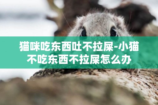 貓咪吃東西吐不拉屎-小貓不吃東西不拉屎怎么辦