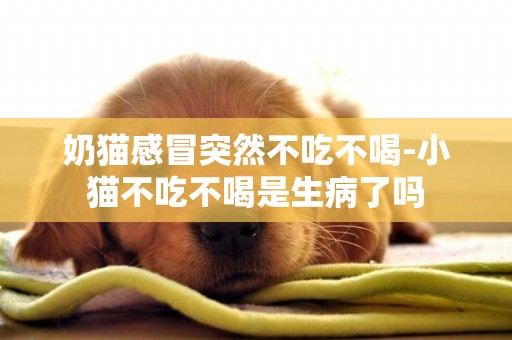 奶貓感冒突然不吃不喝-小貓不吃不喝是生病了嗎