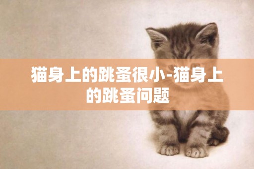 貓身上的跳蚤很小-貓身上的跳蚤問題