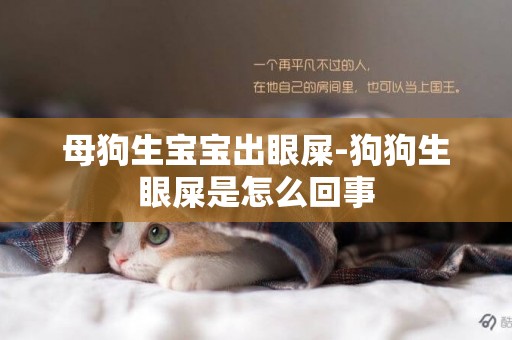 母狗生寶寶出眼屎-狗狗生眼屎是怎么回事