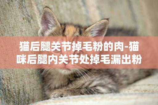 貓后腿關節掉毛粉的肉-貓咪后腿內關節處掉毛漏出粉色的肉，怎么回事用什么藥治療？