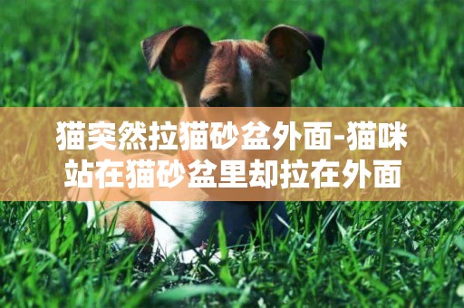 貓突然拉貓砂盆外面-貓咪站在貓砂盆里卻拉在外面