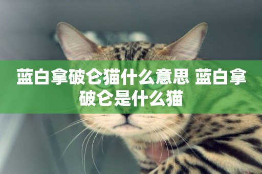 藍白拿破侖貓什么意思 藍白拿破侖是什么貓
