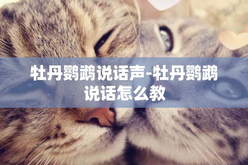 牡丹鸚鵡說話聲-牡丹鸚鵡說話怎么教