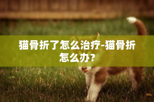 貓骨折了怎么治療-貓骨折怎么辦？