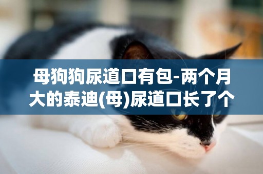 母狗狗尿道口有包-兩個月大的泰迪(母)尿道口長了個膿包怎么回事? 復制的不給分哦