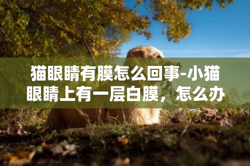 貓眼睛有膜怎么回事-小貓眼睛上有一層白膜，怎么辦？