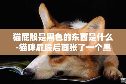 貓屁股是黑色的東西是什么-貓咪屁股后面張了一個黑色東西，請問是什么？