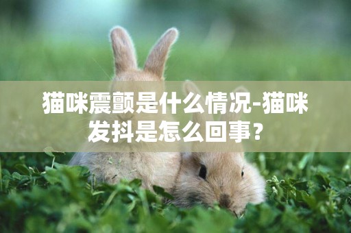 貓咪震顫是什么情況-貓咪發抖是怎么回事？