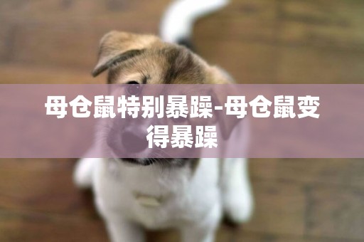 母倉鼠特別暴躁-母倉鼠變得暴躁
