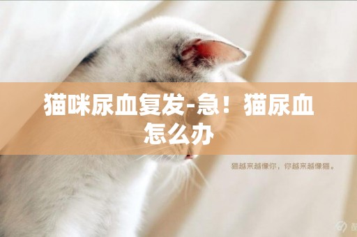 貓咪尿血復發-急！貓尿血怎么辦